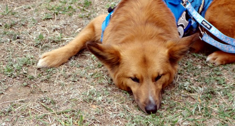 SHALOM-20220508설날축제 (381)