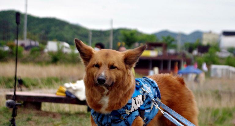 SHALOM-20220508설날축제 (535)
